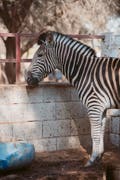 艾尔多沙里动物园和野生动物保护区 (Al Dosari Zoo and Game Reserve)