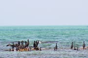 艾尔阿利雅岛 (Al Aaliya Island)