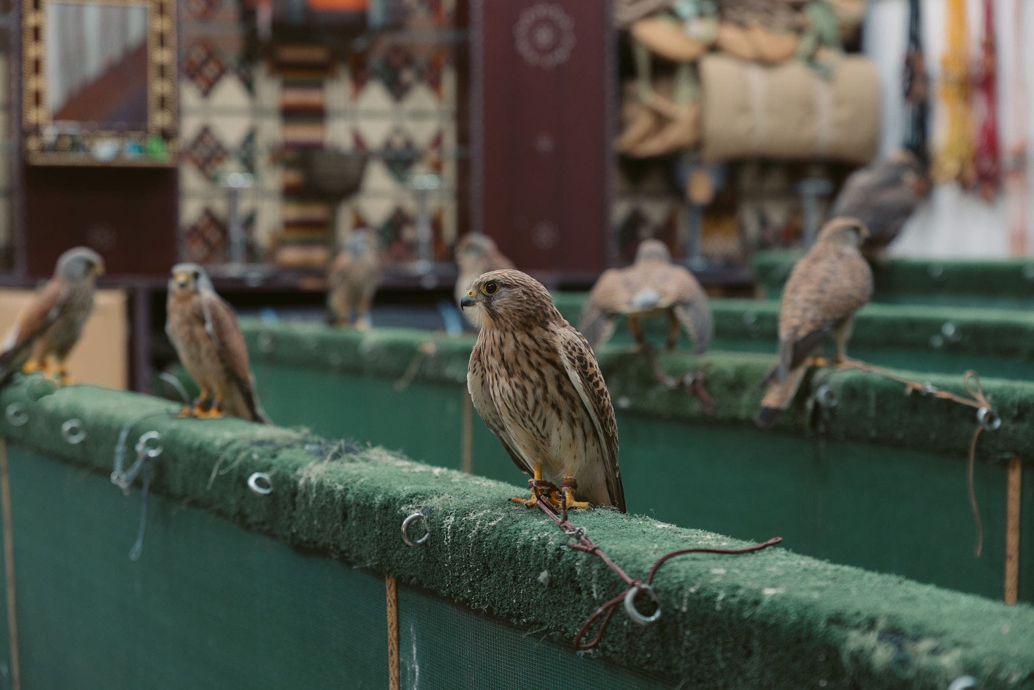 猎鹰集市 (Falcon Souq)