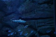 哈马德港游客中心和水族馆