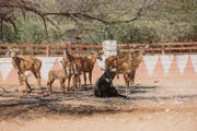 艾尔多沙里动物园和野生动物保护区 (Al Dosari Zoo and Game Reserve)