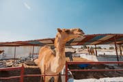 艾尔多沙里动物园和野生动物保护区 (Al Dosari Zoo and Game Reserve)
