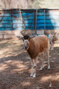 艾尔多沙里动物园和野生动物保护区 (Al Dosari Zoo and Game Reserve)