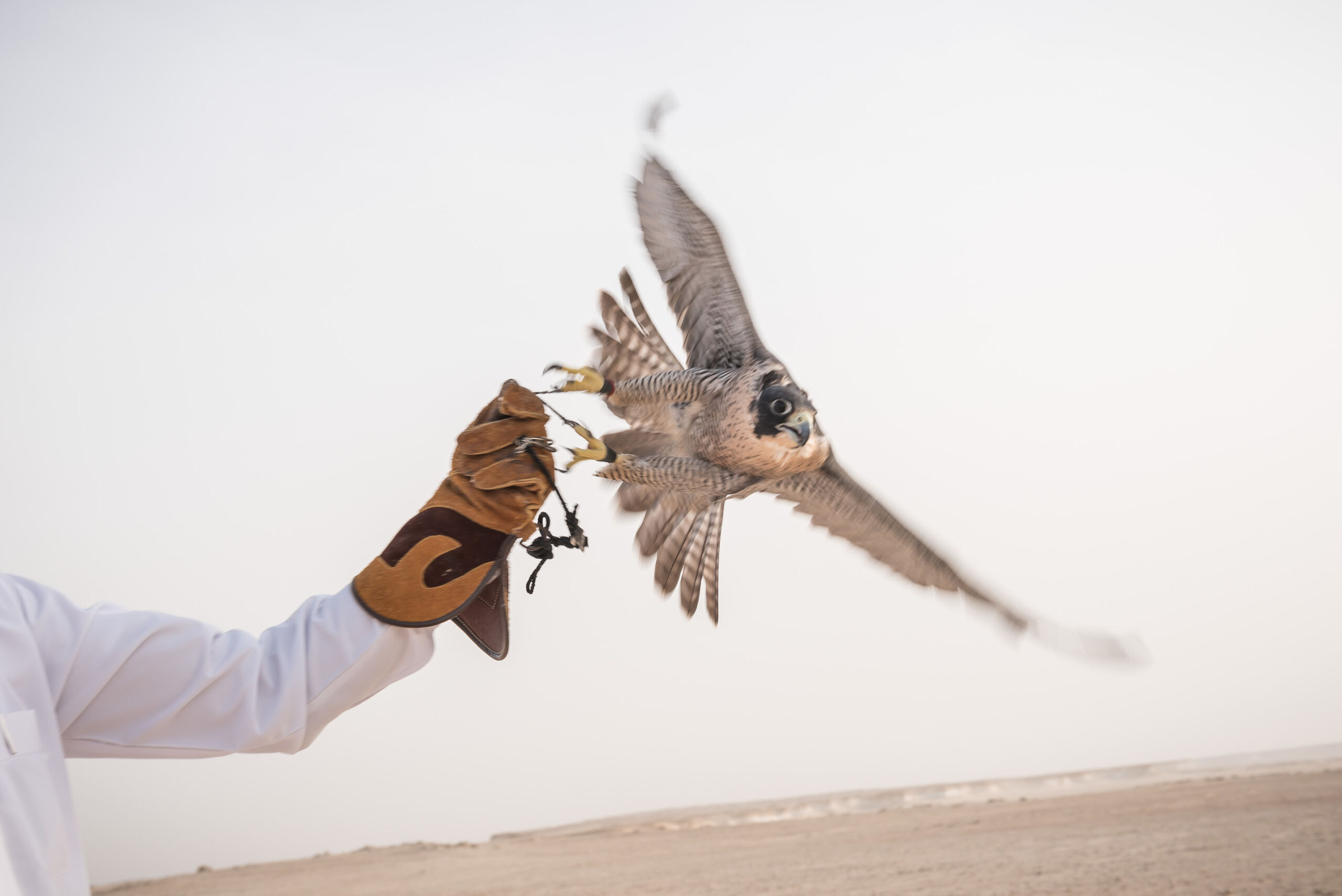猎隼——卡塔尔的国鸟 | Visit Qatar (卡塔尔旅游)